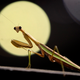 Illustration for article titled Hungry female praying mantis will fake fertility to eat males